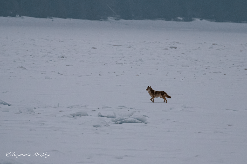 Wolves: While Blamed Aren’t the Real&nbsp;Problem