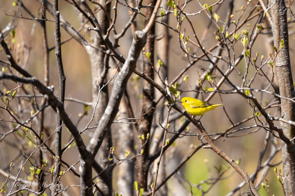 How Banding of Birds Effects&nbsp;Conservation.