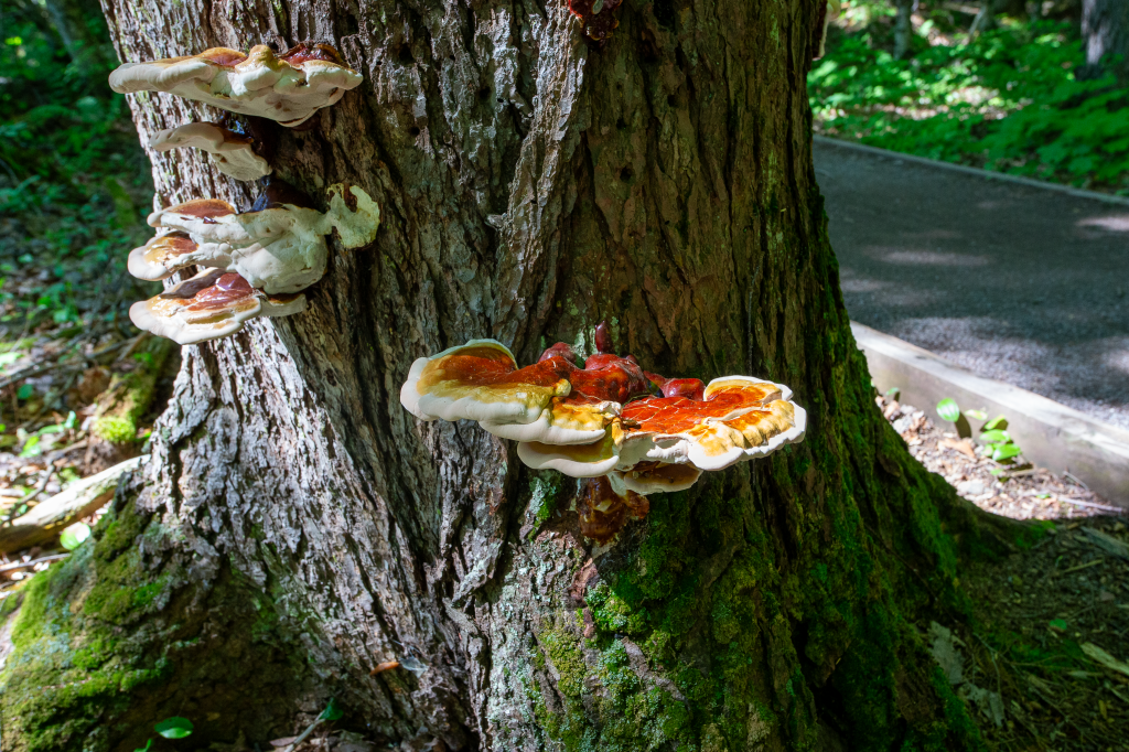 Hemlock Varnish Shelf on the side of a hemlock tree.