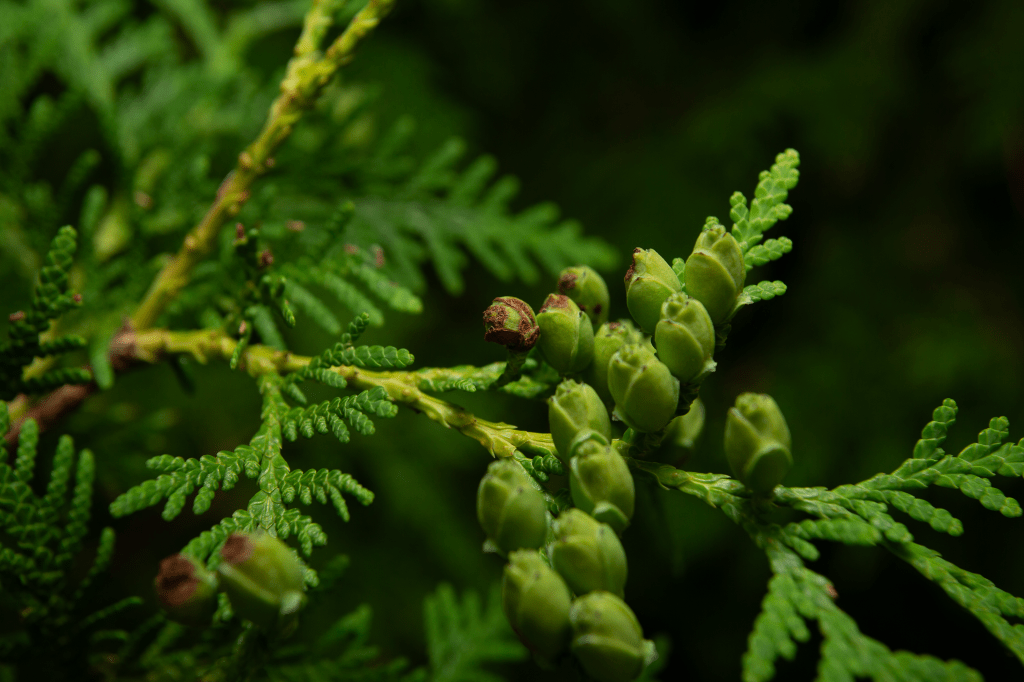 Pinecones are what protects the seeds. These are juvenile pine cones.