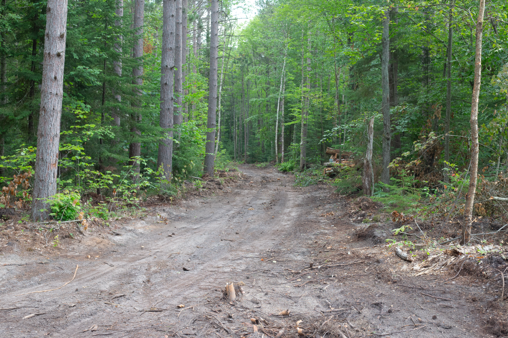 Logging road leading into an active site.