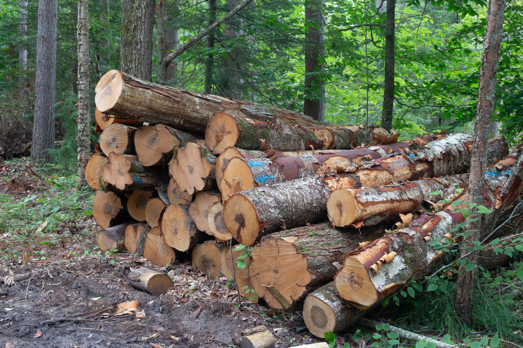 Harvested timber from an active logging site.