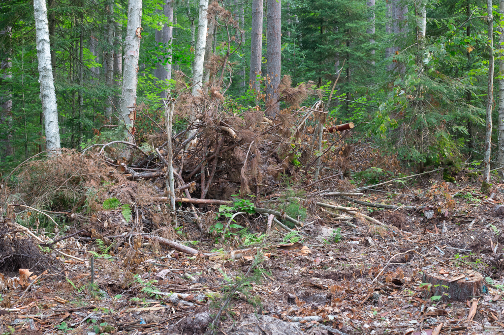 Slash from a logging site. Left over trimmings on the ground.