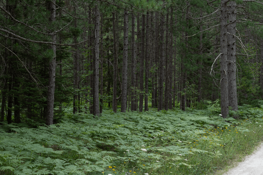 Trees planted in a straight line.