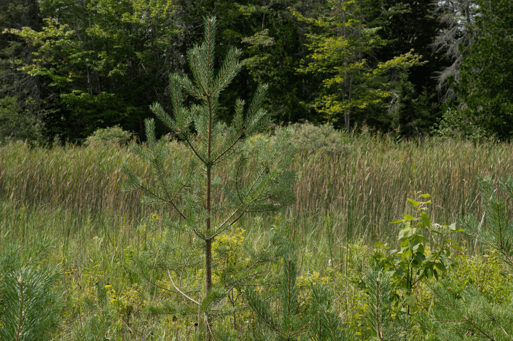 A coniferous sapling.