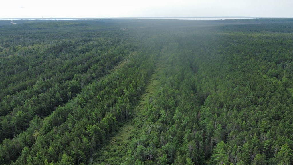 Green Logging: Preserving the&nbsp;Future