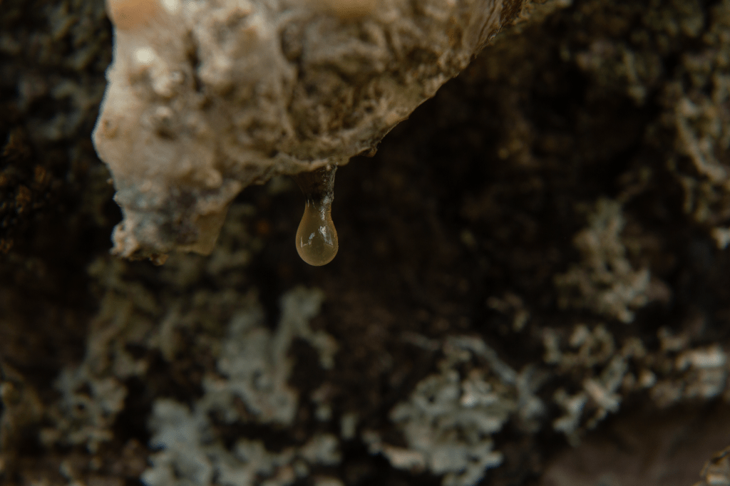Tree sap purging from a recently cut tree.