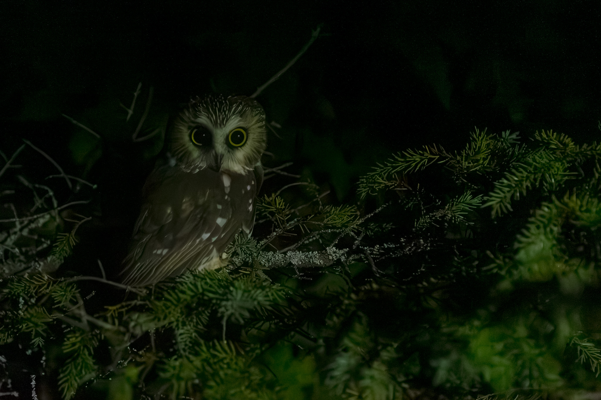 Norther Saw-whet Owl perched in a tree after being banded and then released.